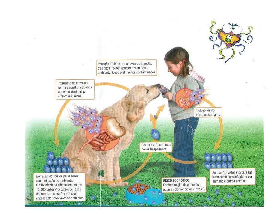 Cel mai bun tratament pt paraziti Giardia vacuna pentru perros Giardia sintomas cao