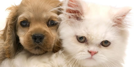 Doenças em Cães e Gatos